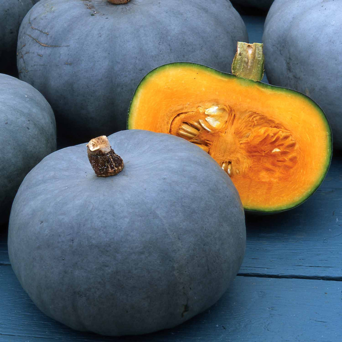 Blue Squash - Crown Prince