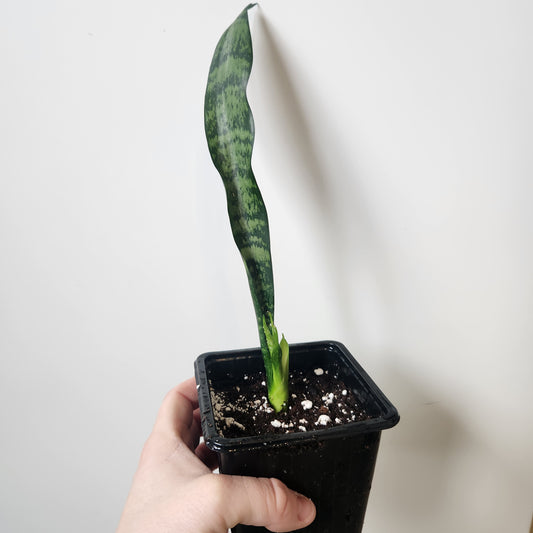 Sansevieria Zeylanica Snake Plant - 4" Pot