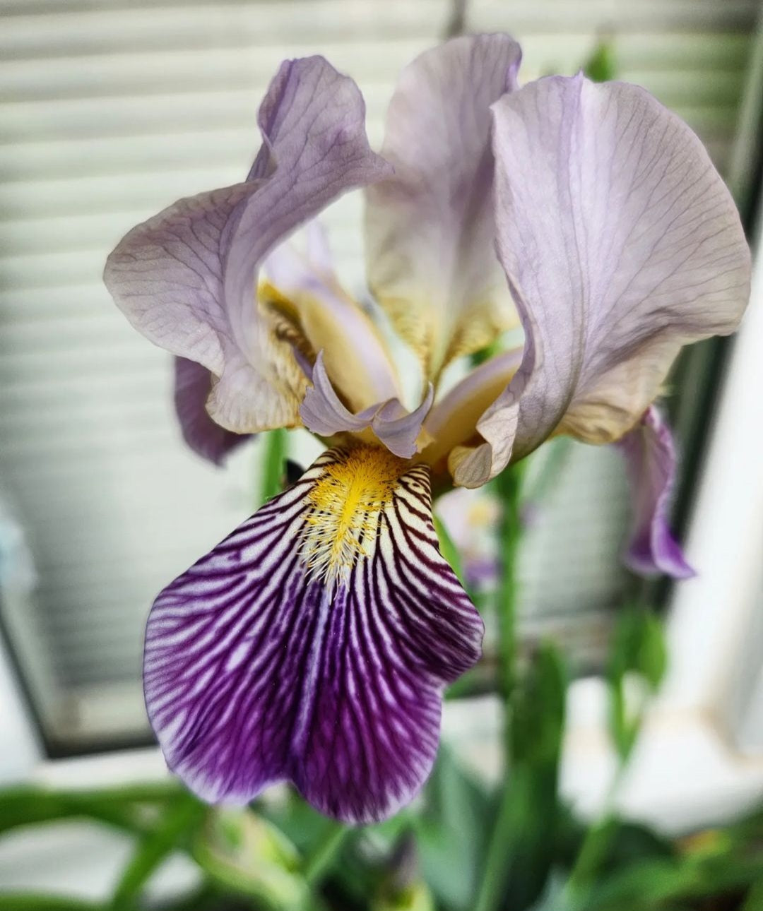 "Cottage Maid" - Bearded Iris