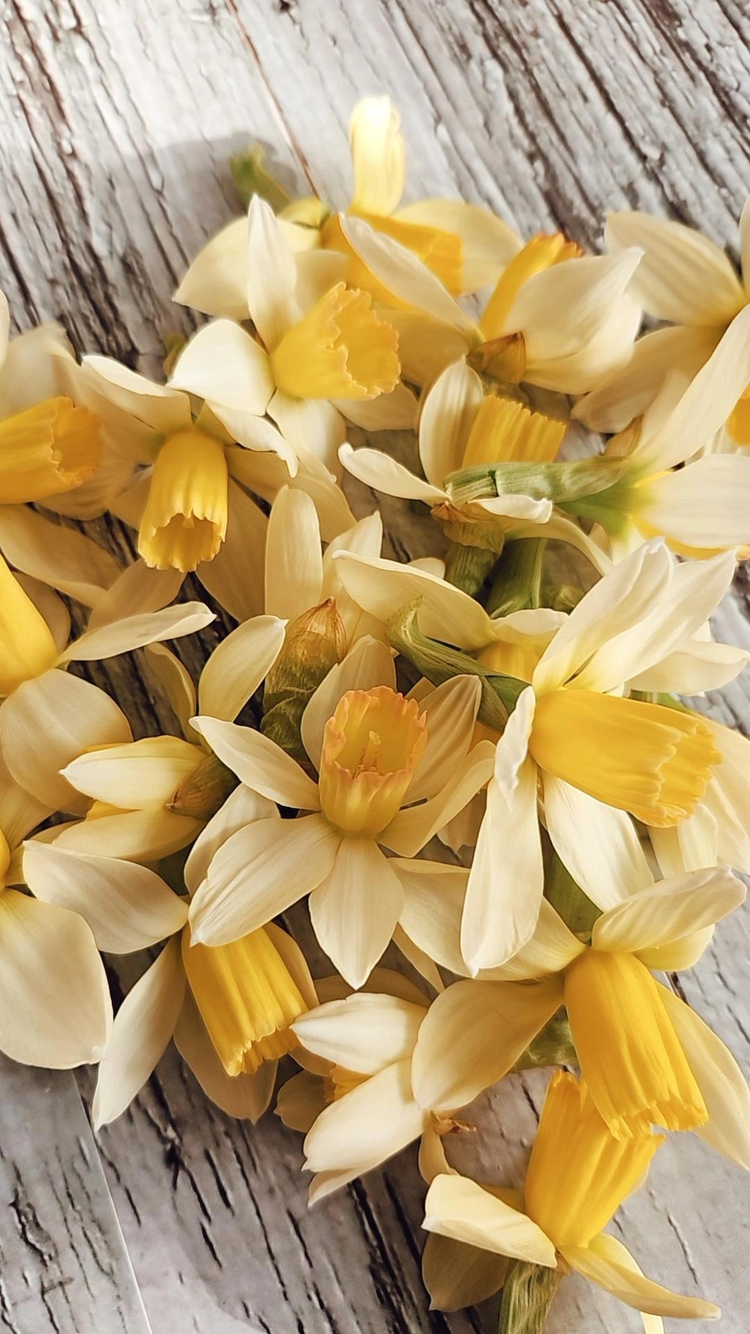 Doorstep Daffodil CSA Subscription 2026