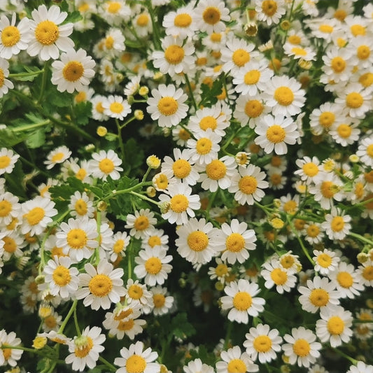 Feverfew - Magic Single