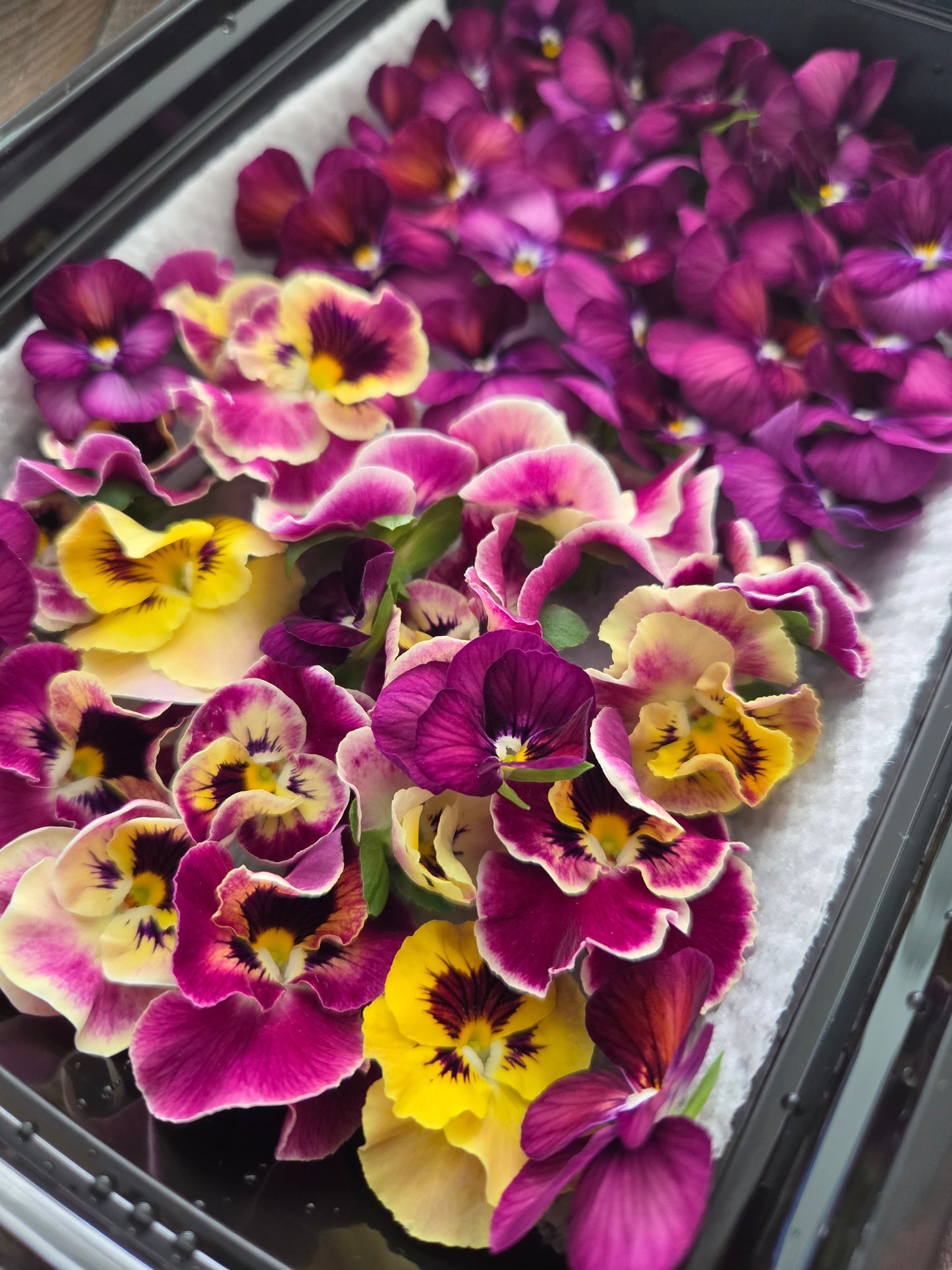 Fresh Edible Viola