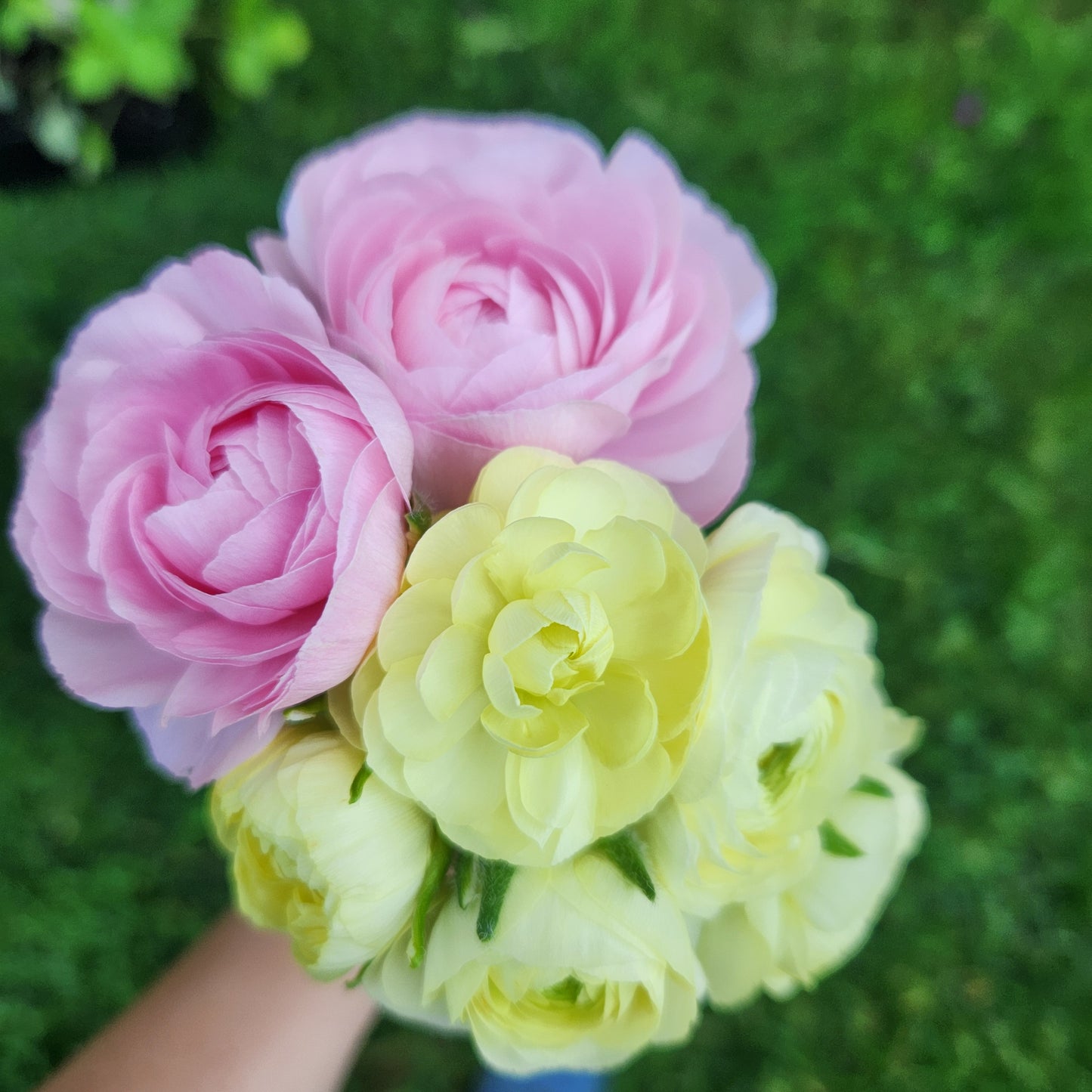 Ranunculus CSA Flower Subscription