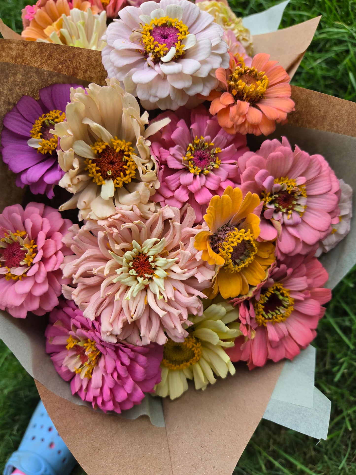 Mixed Coloured Zinnia Bunch