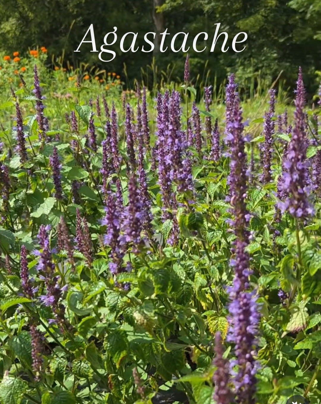 Agastache - Purple