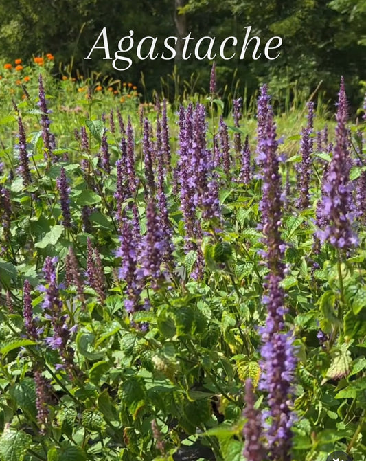 Agastache - Purple