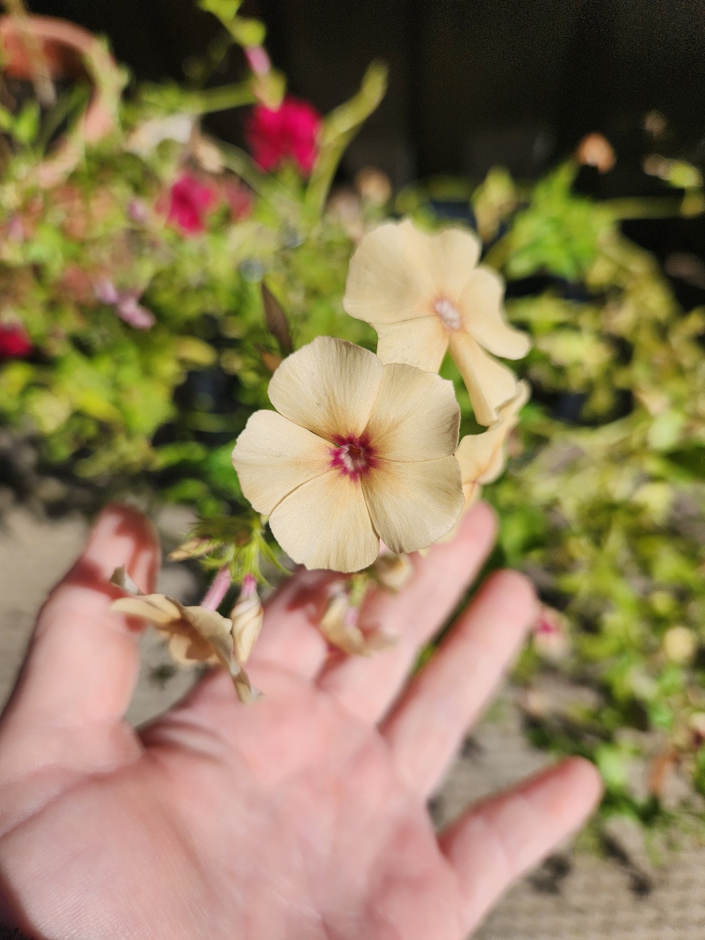 Phlox - Cherry Caramel