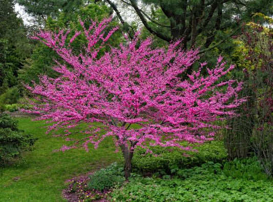 Eastern Red Bud