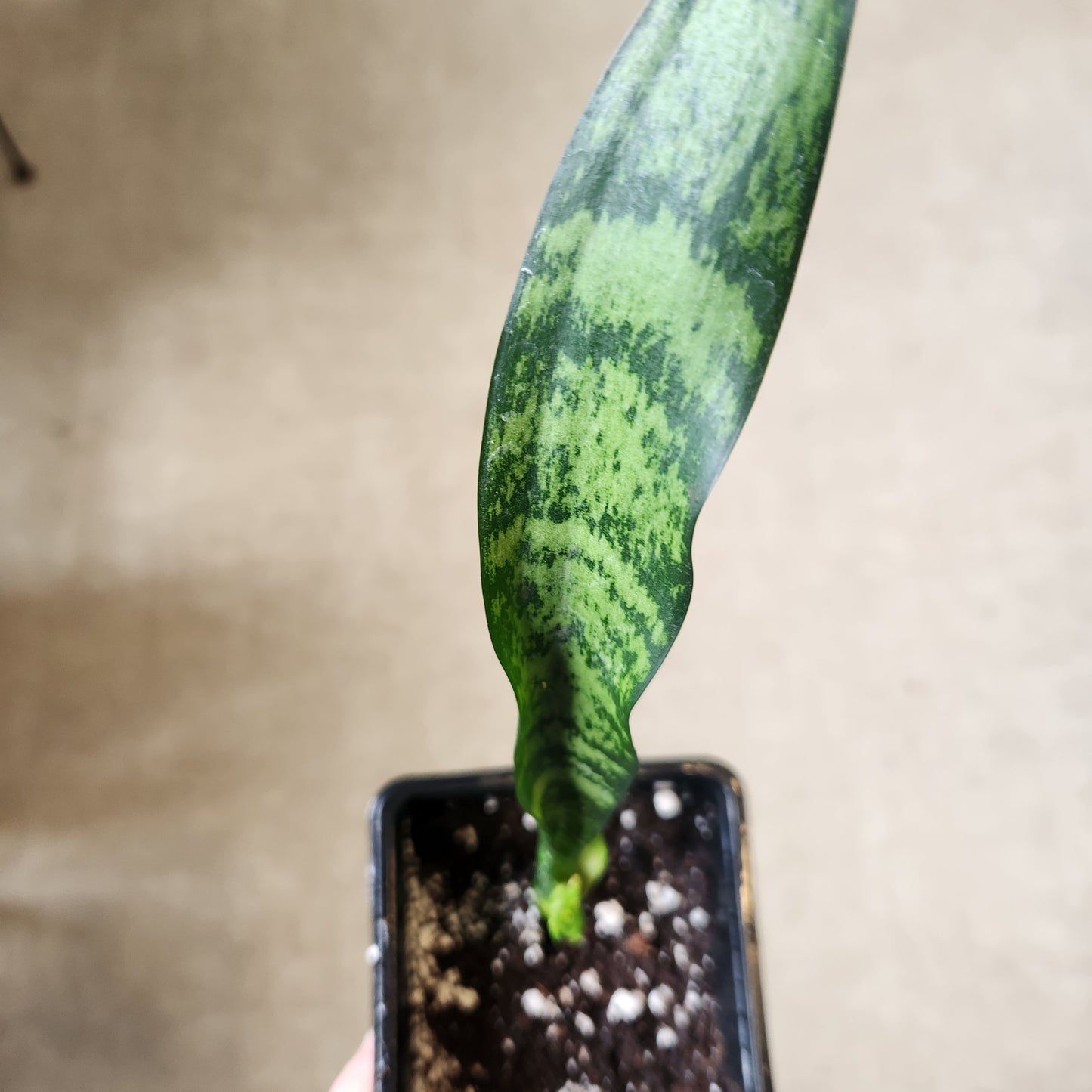 Sansevieria Zeylanica Snake Plant - 4" Pot