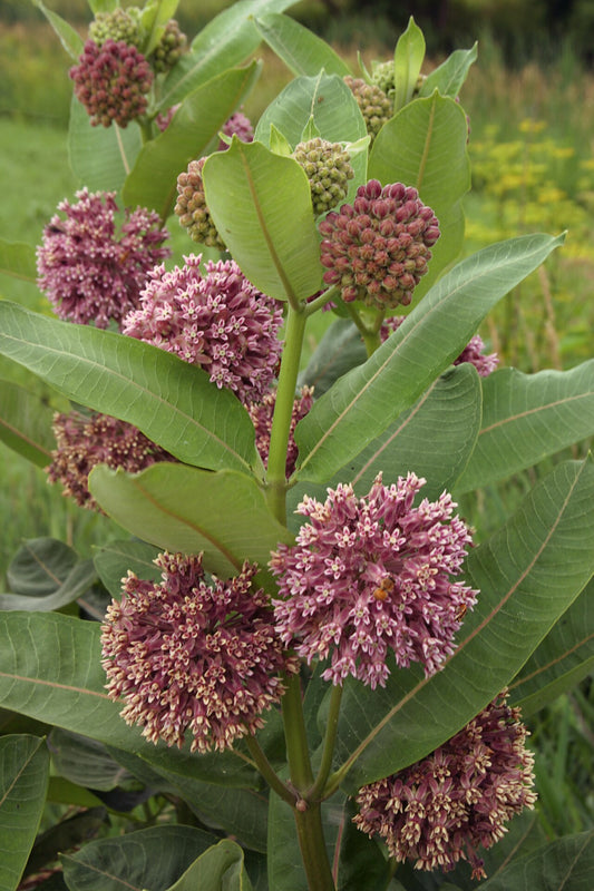 Milkweed - Common