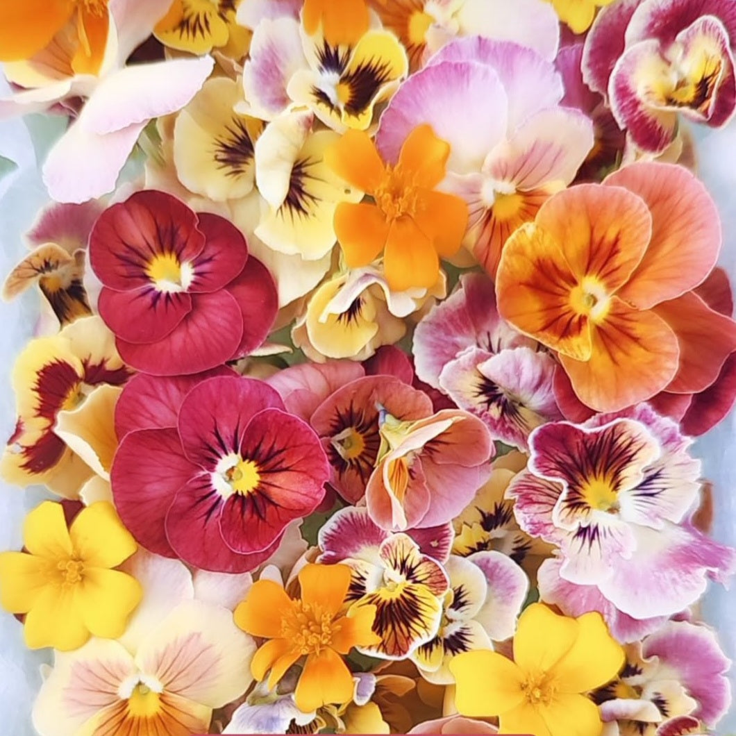 Fresh Edible Viola