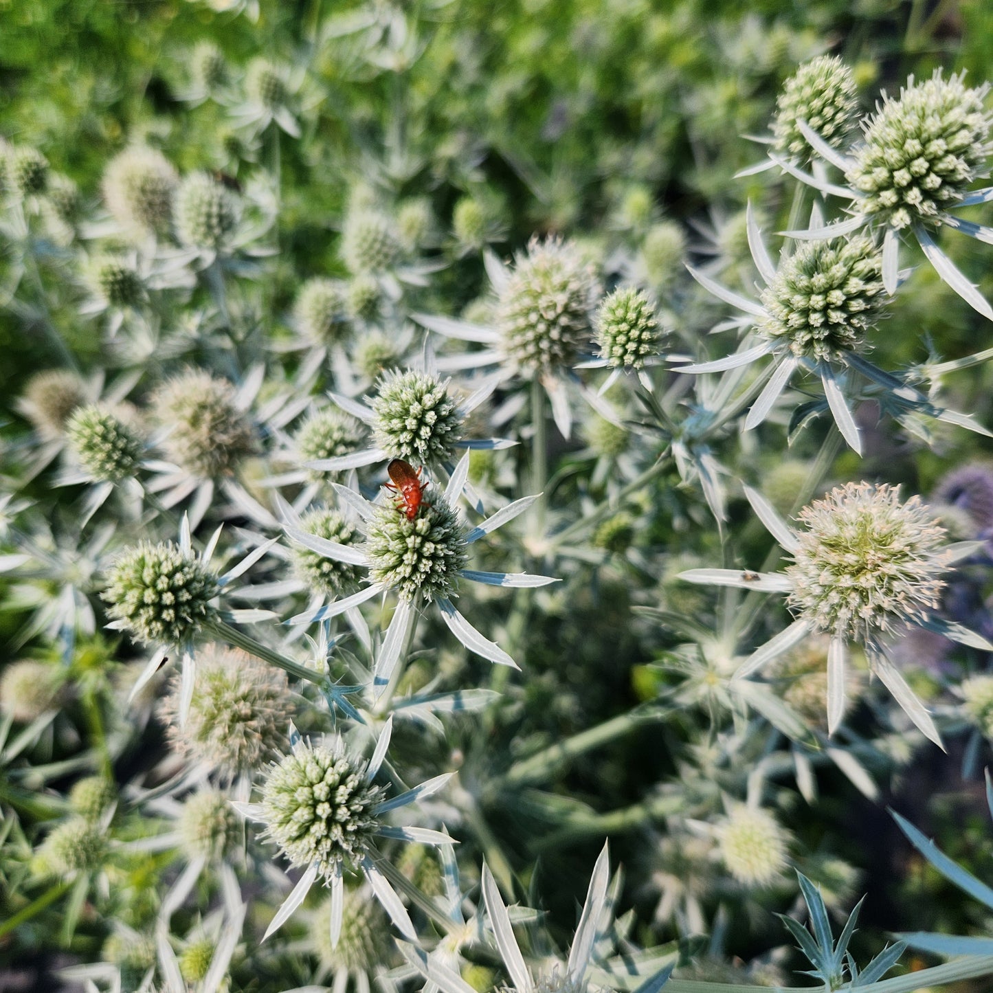 Seaholly (Eryngium) - White Glitter