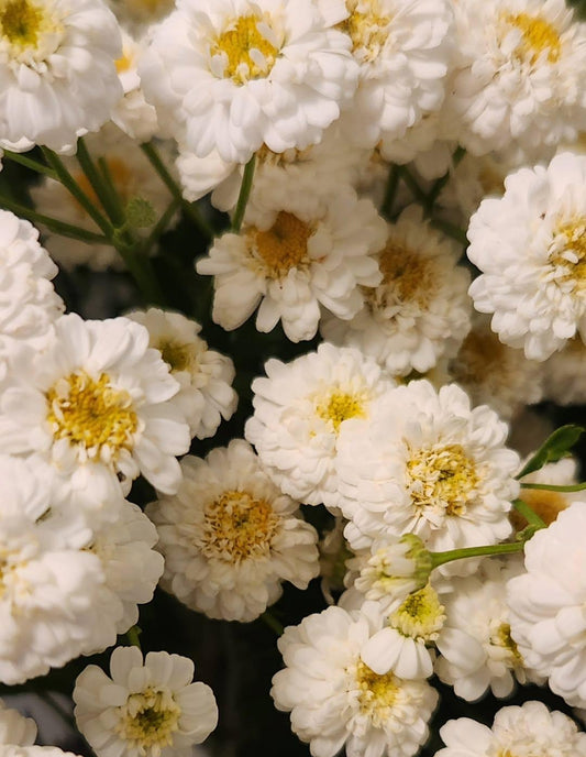 Feverfew - Tetra White