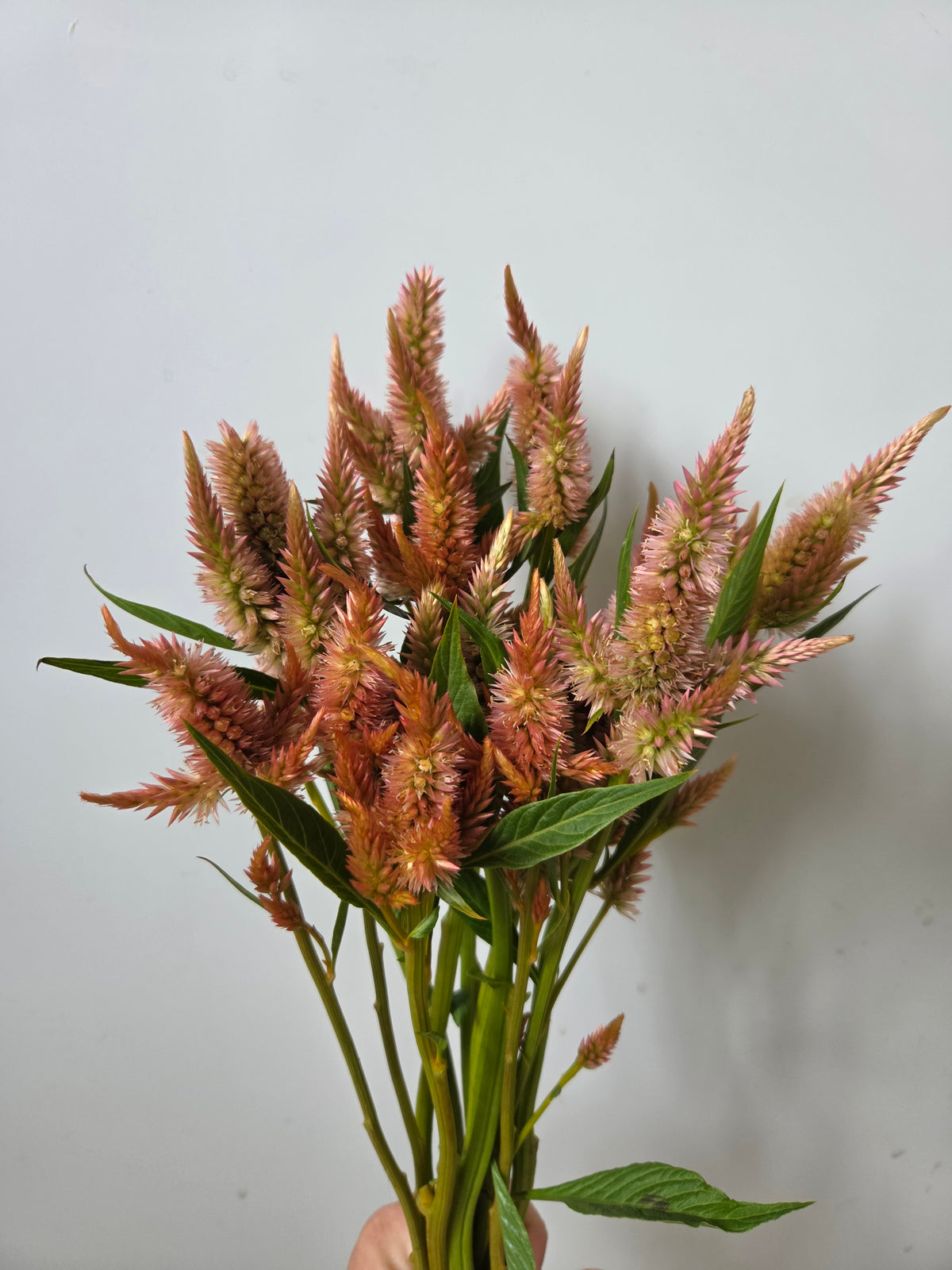 Celosia - Salmon Terracotta