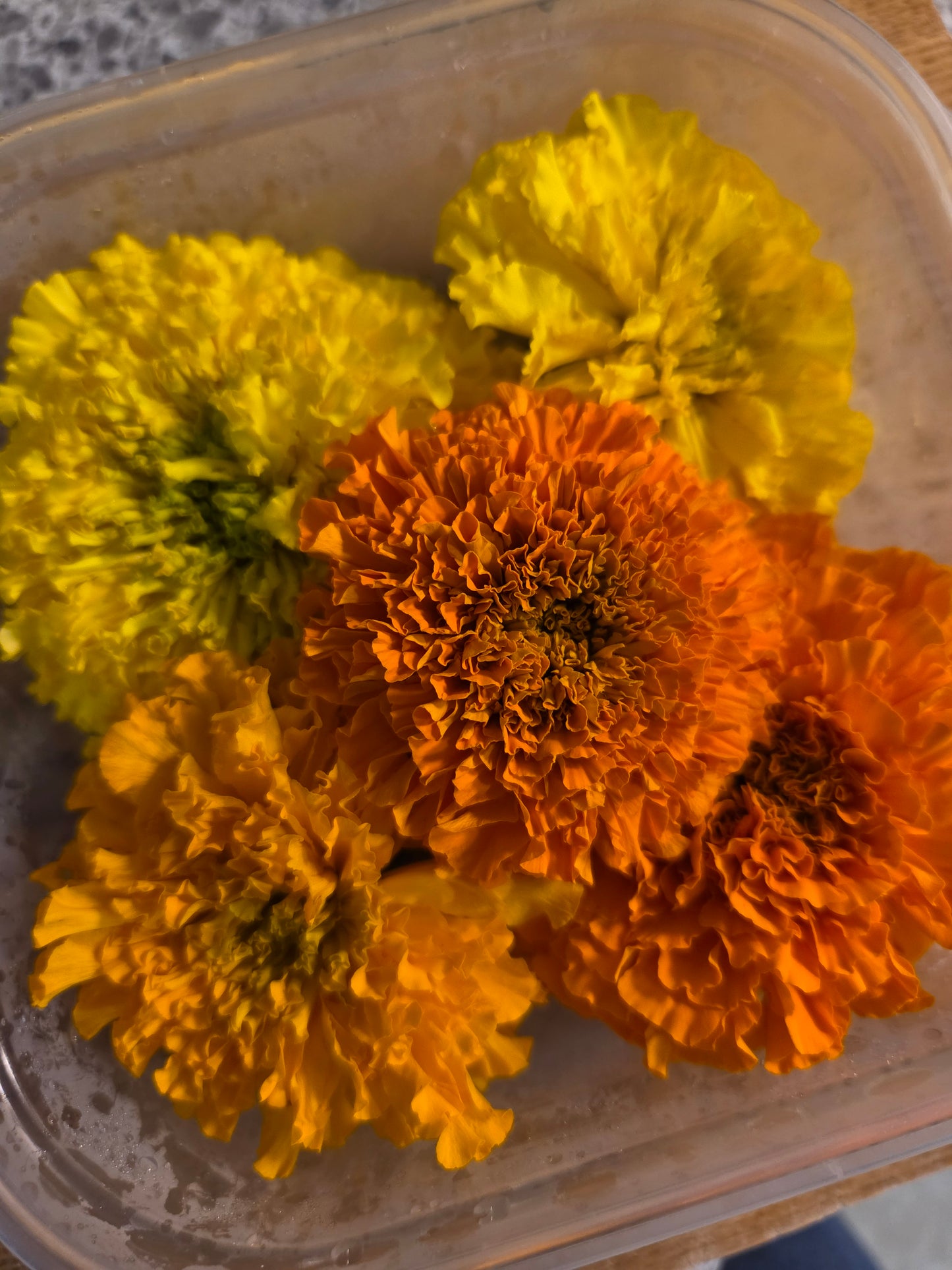Edible Flowers - Marigold Mix
