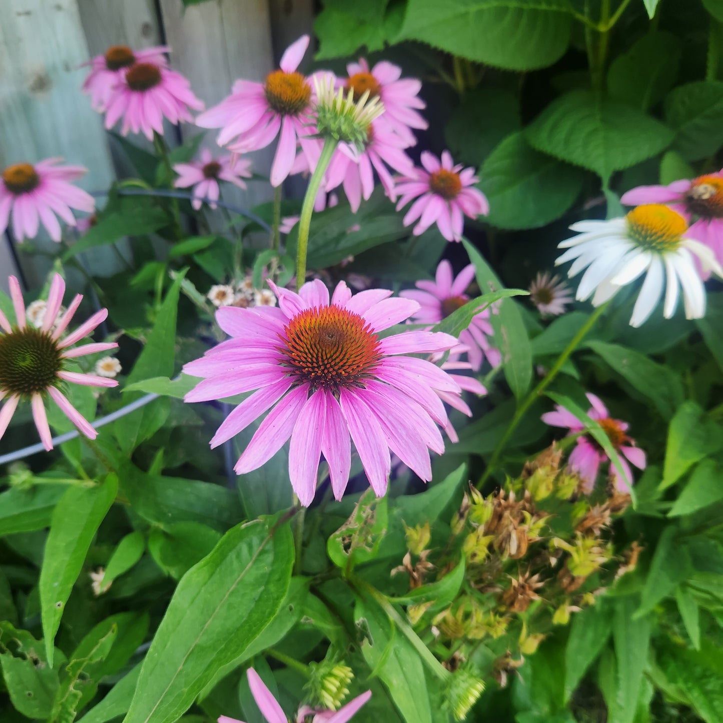 Pink Echinacea