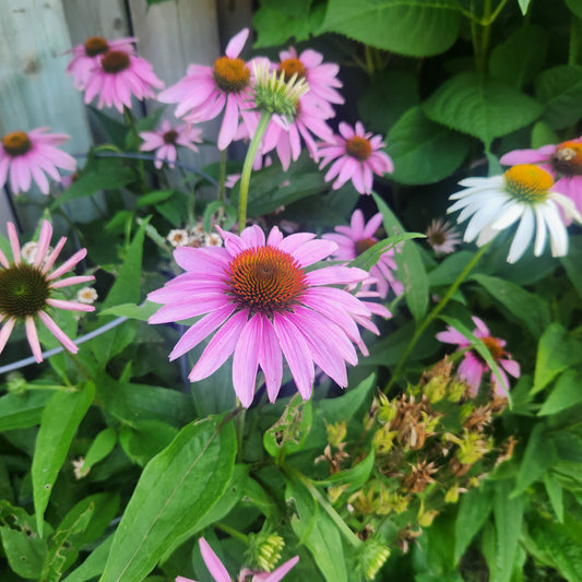 Pink Echinacea