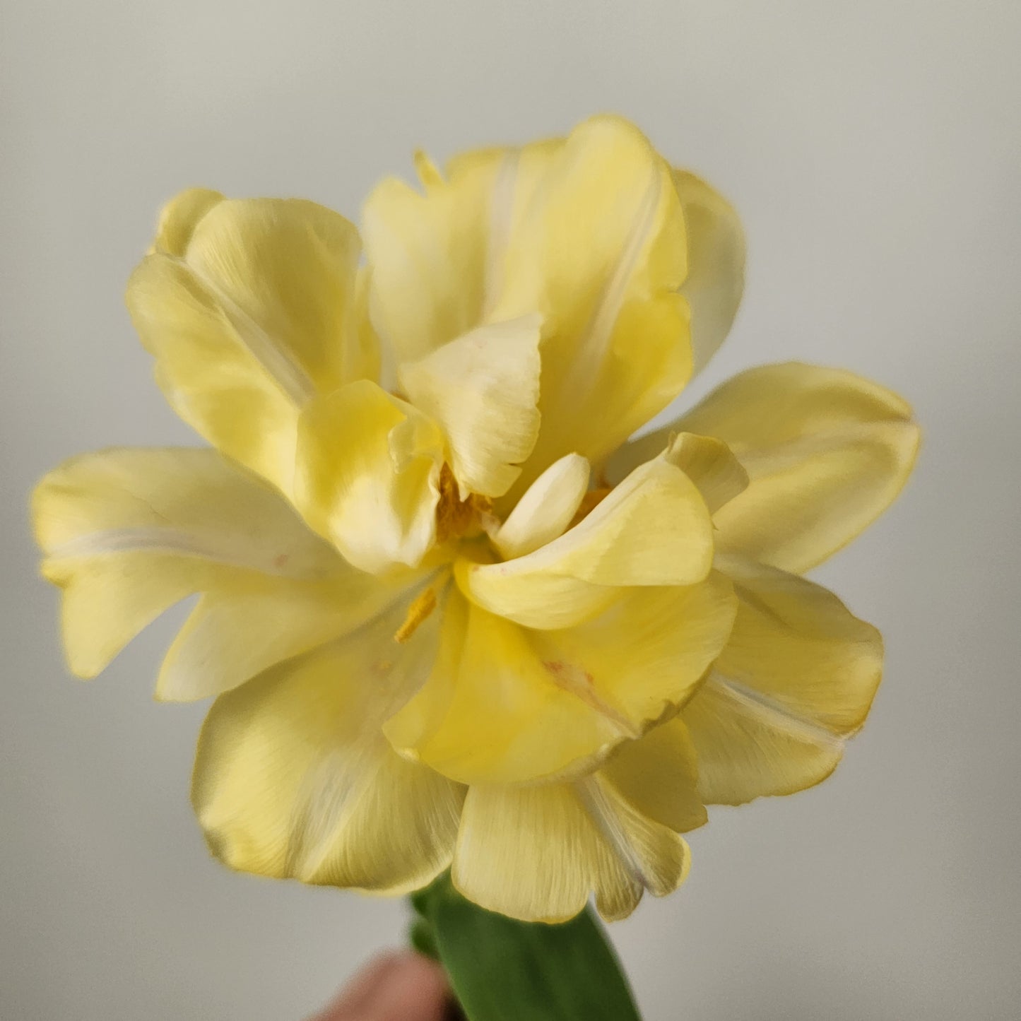 Totally Tulips CSA Flower Subscription 2026