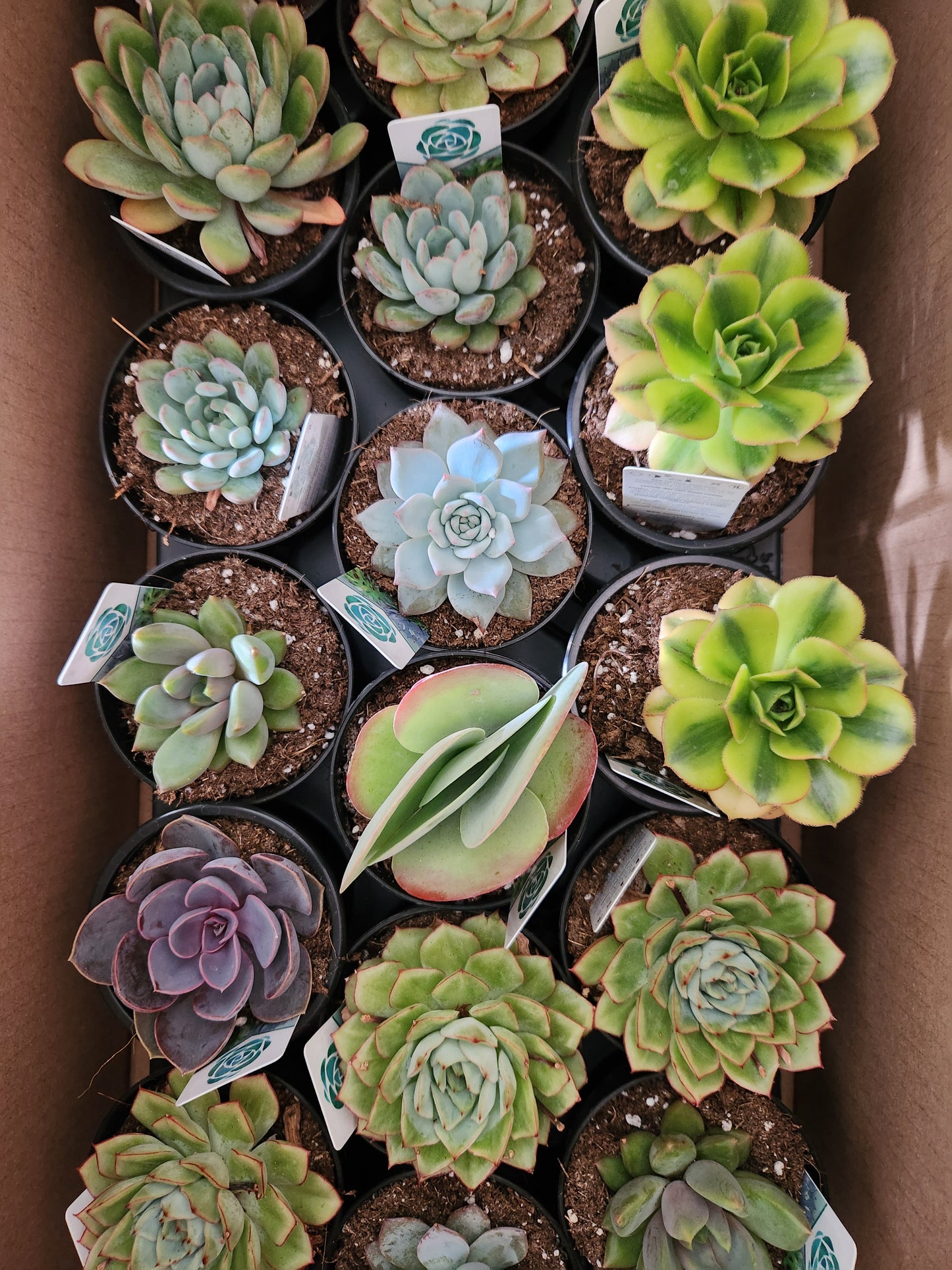 Assorted Succulent  - 3.5"