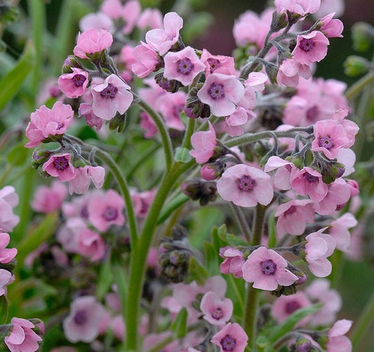 Forget-me-nots (Pink)