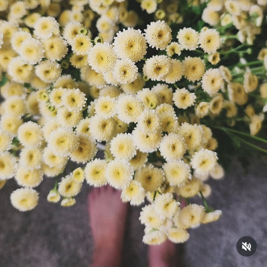 Feverfew- Magic Lime