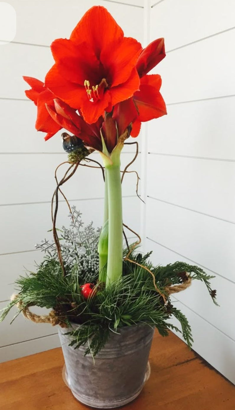 Amaryllis Christmas Centerpiece