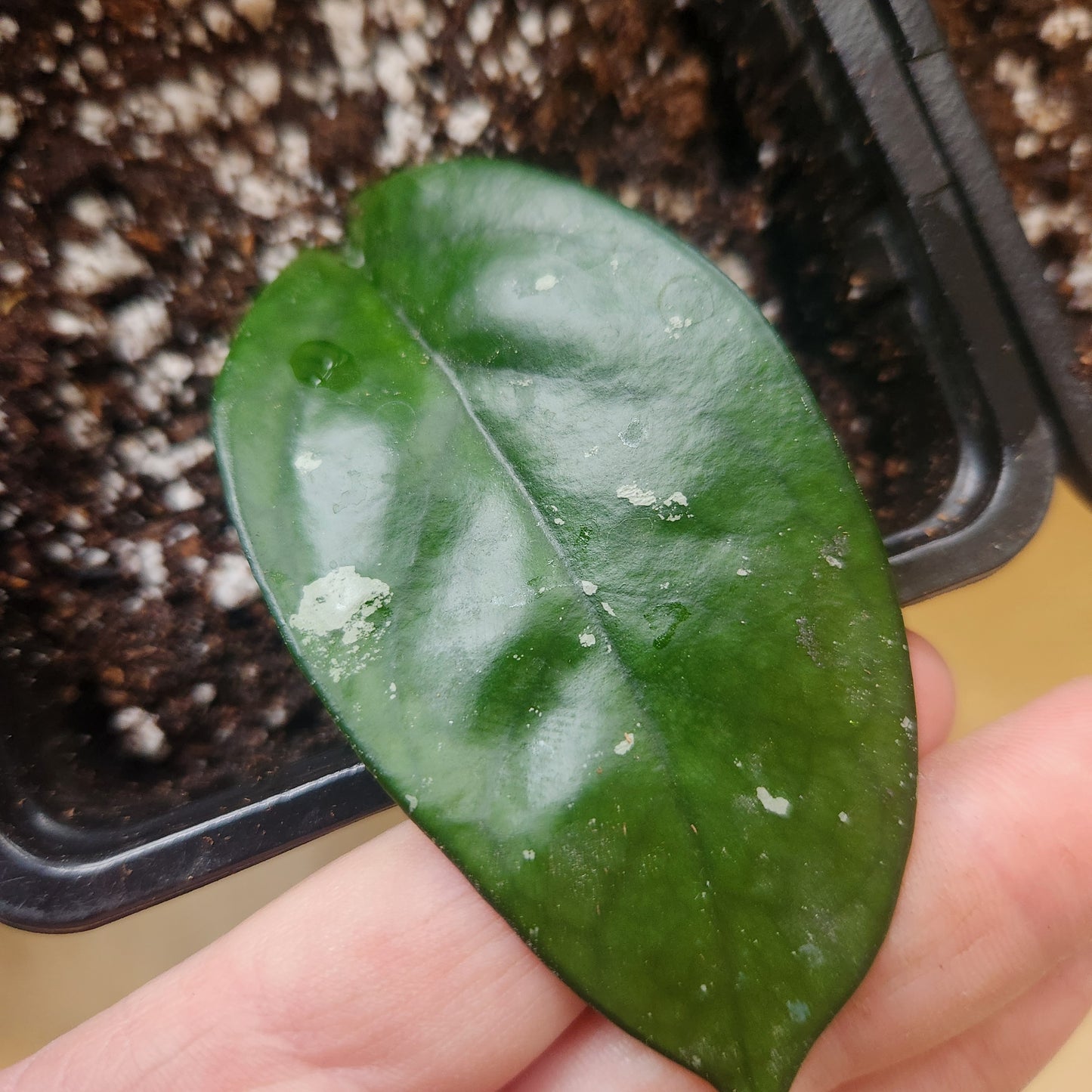 4" Potted Hoya  archboldiana