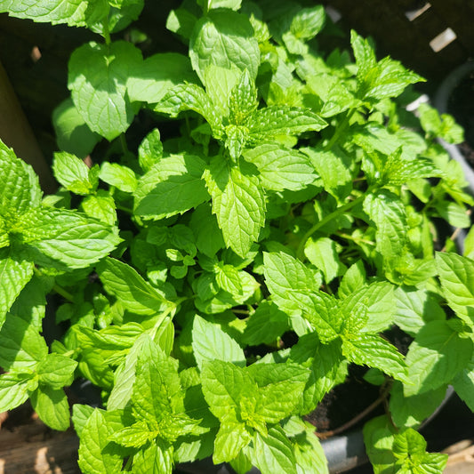 Peppermint