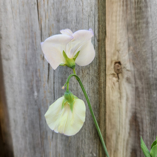 Sweet Pea - Old Times