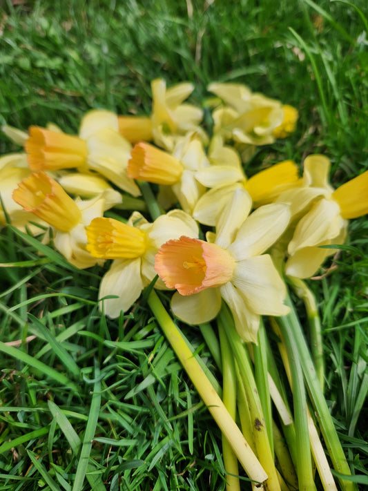 Daffodil Bouquet - Mixed Specialty Variety