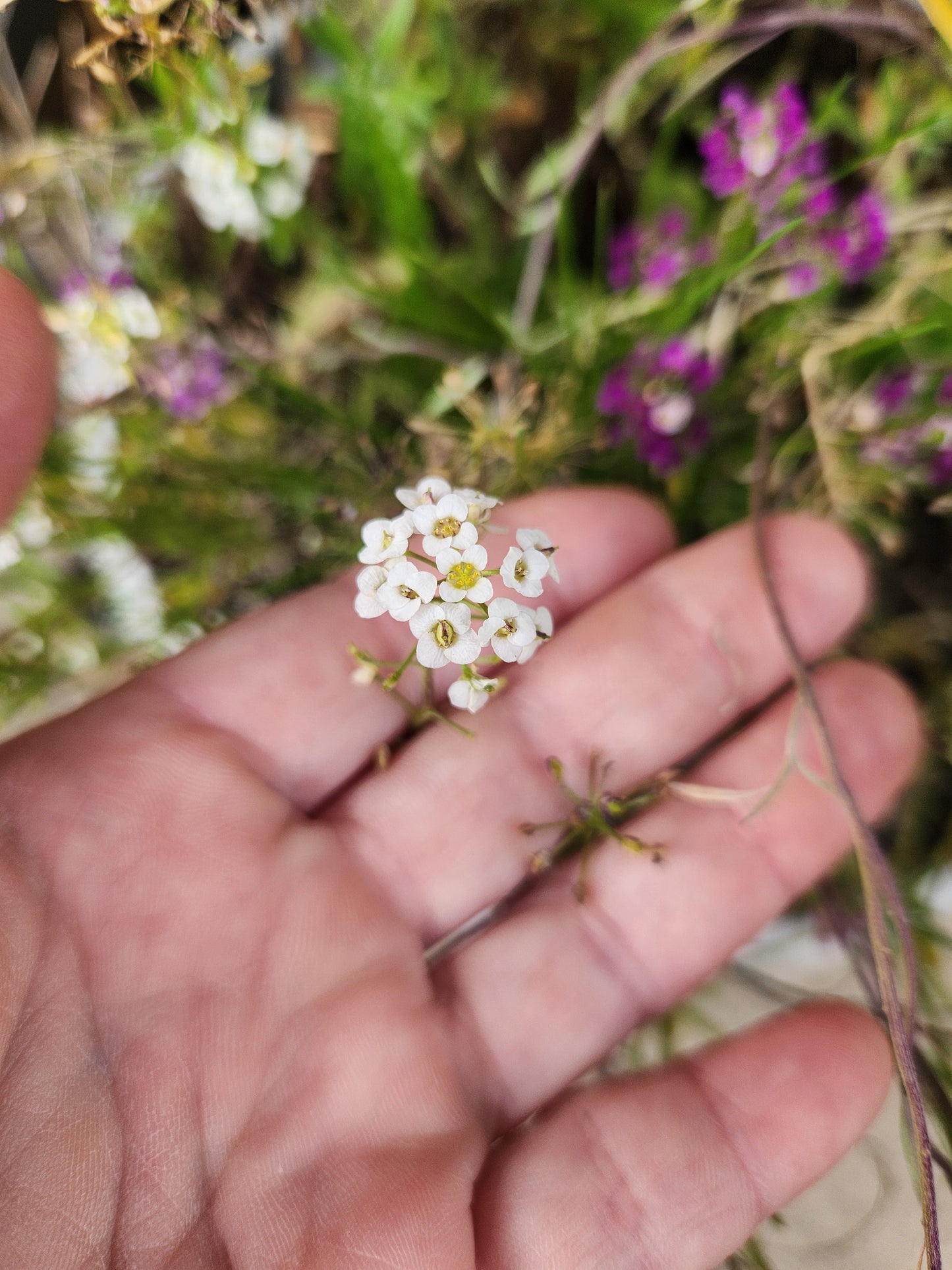 Alyssum - Sweet Bliss Blend