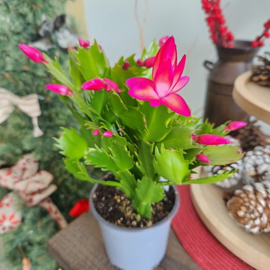 Christmas Cactus 4”