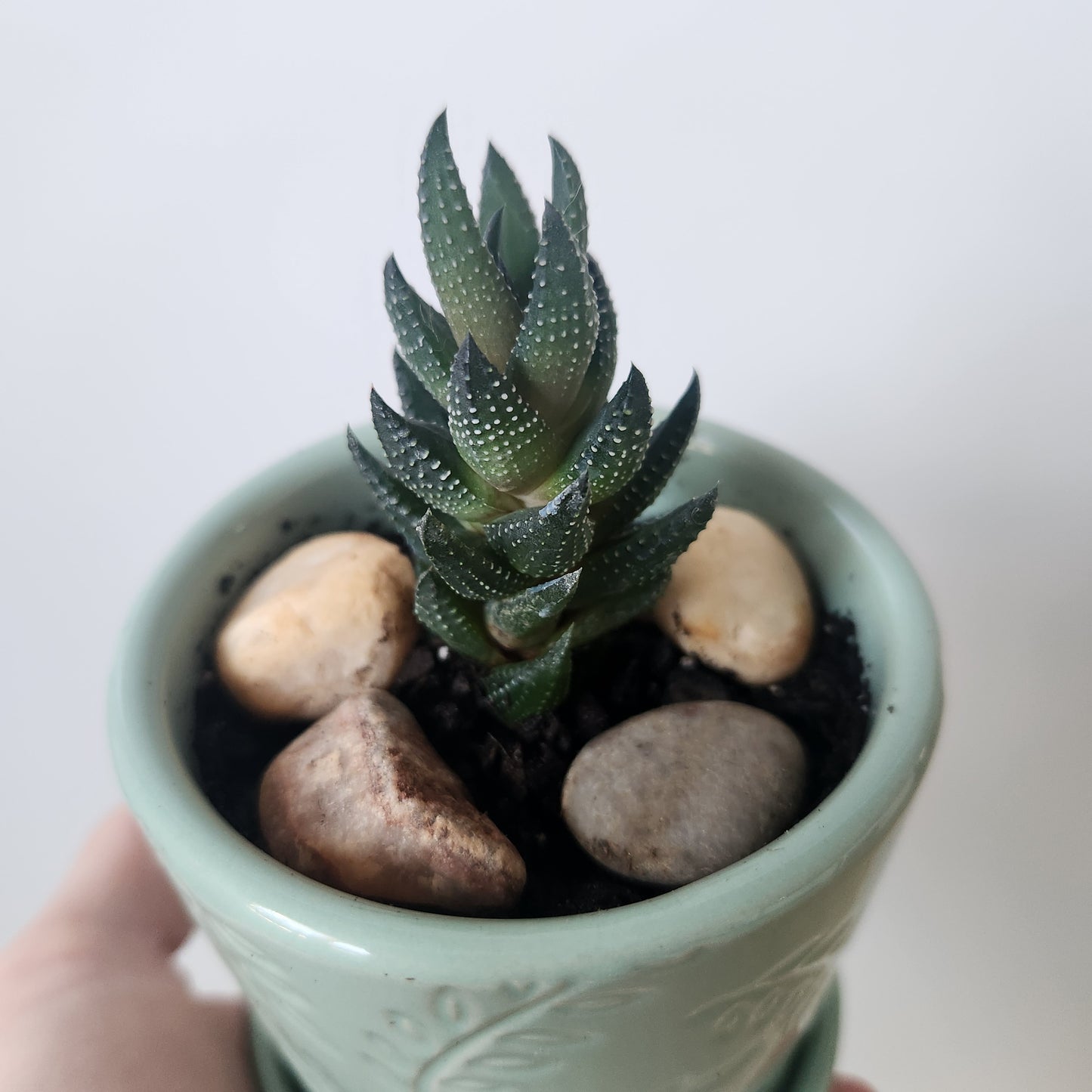 Haworthiopsis reinwardtii succulent (Zebra Succulent) Potted