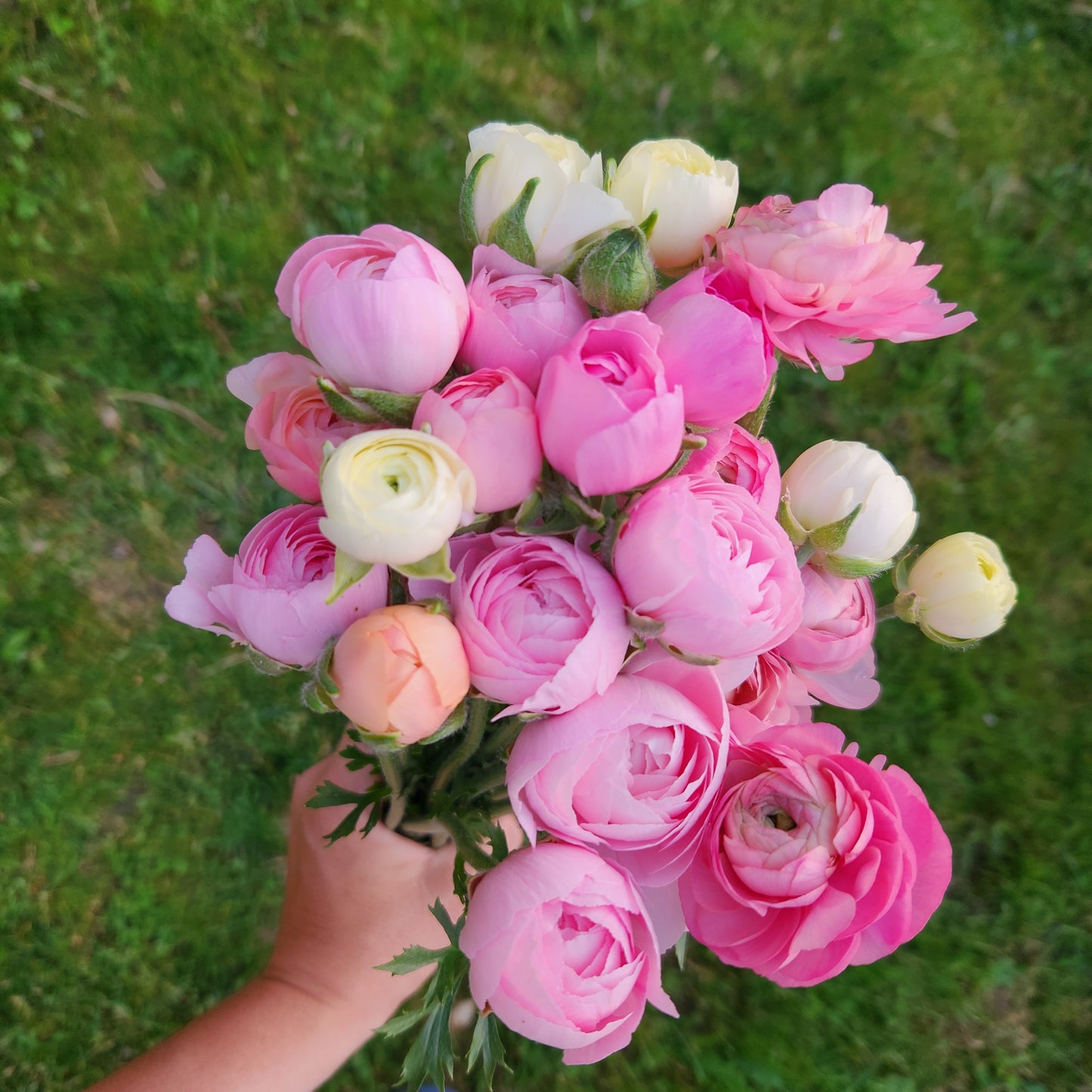 Ranunculus CSA Flower Subscription