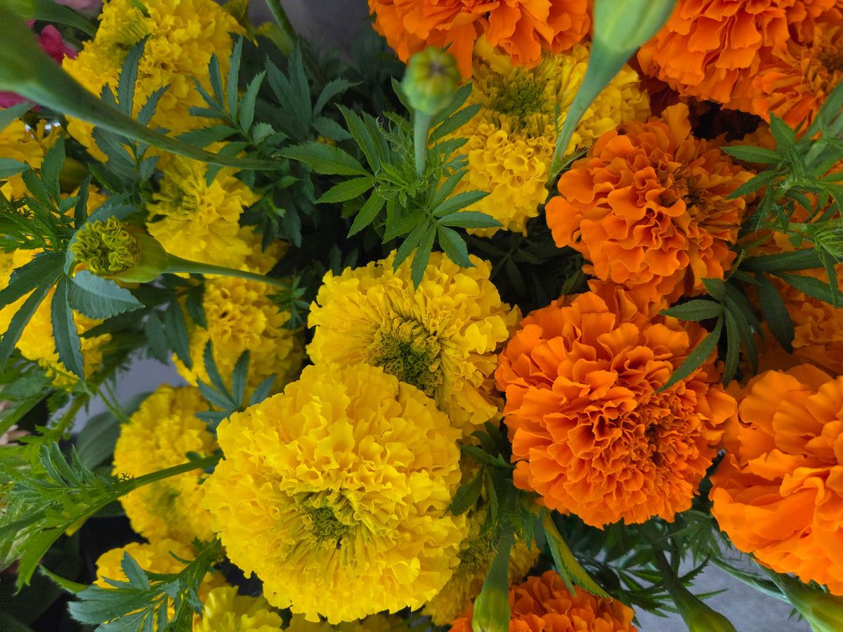 Marigold - Coco Yellow