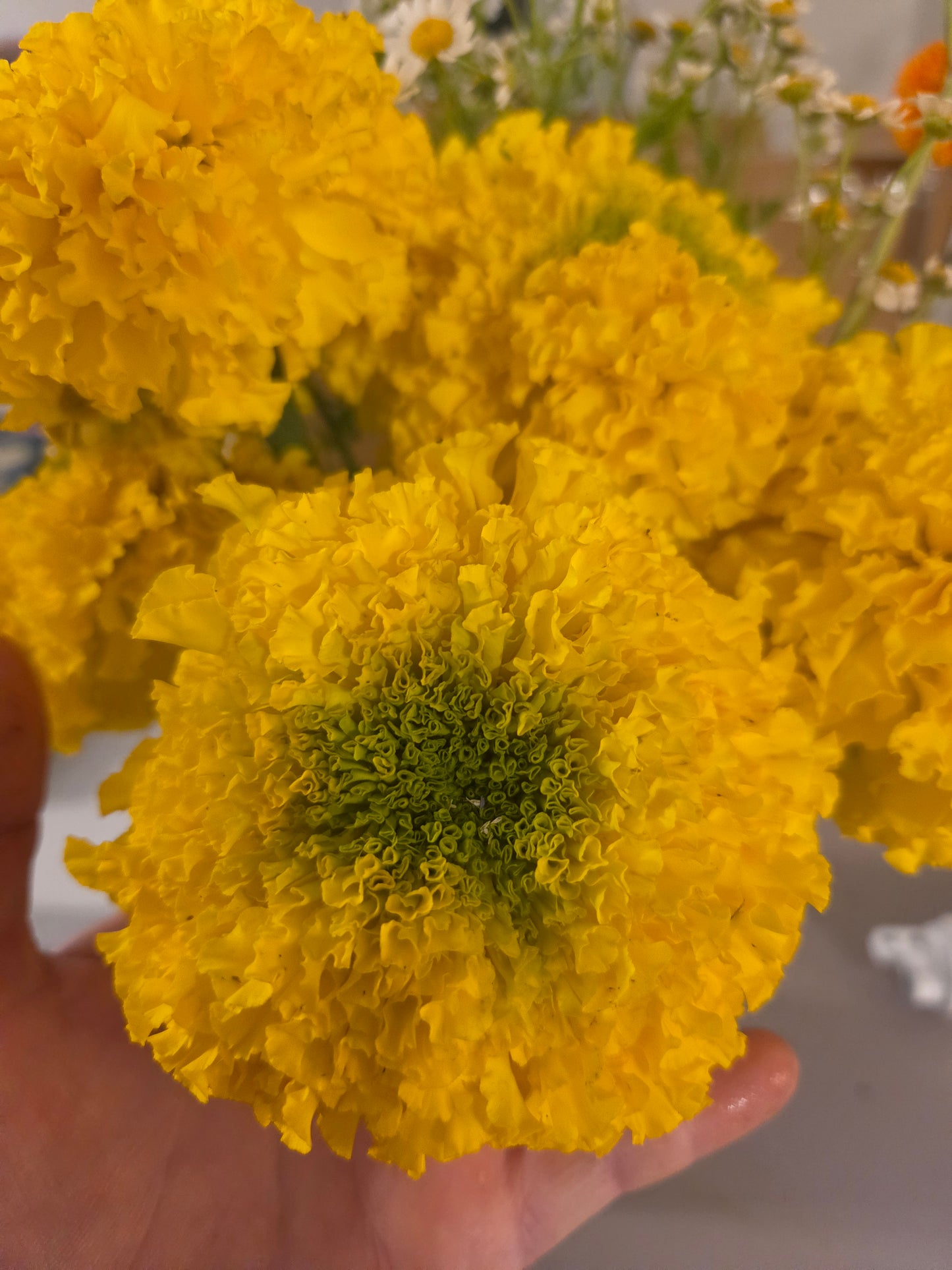 Edible Flowers - Marigold Mix