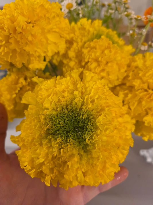 Edible Flowers - Marigold Mix