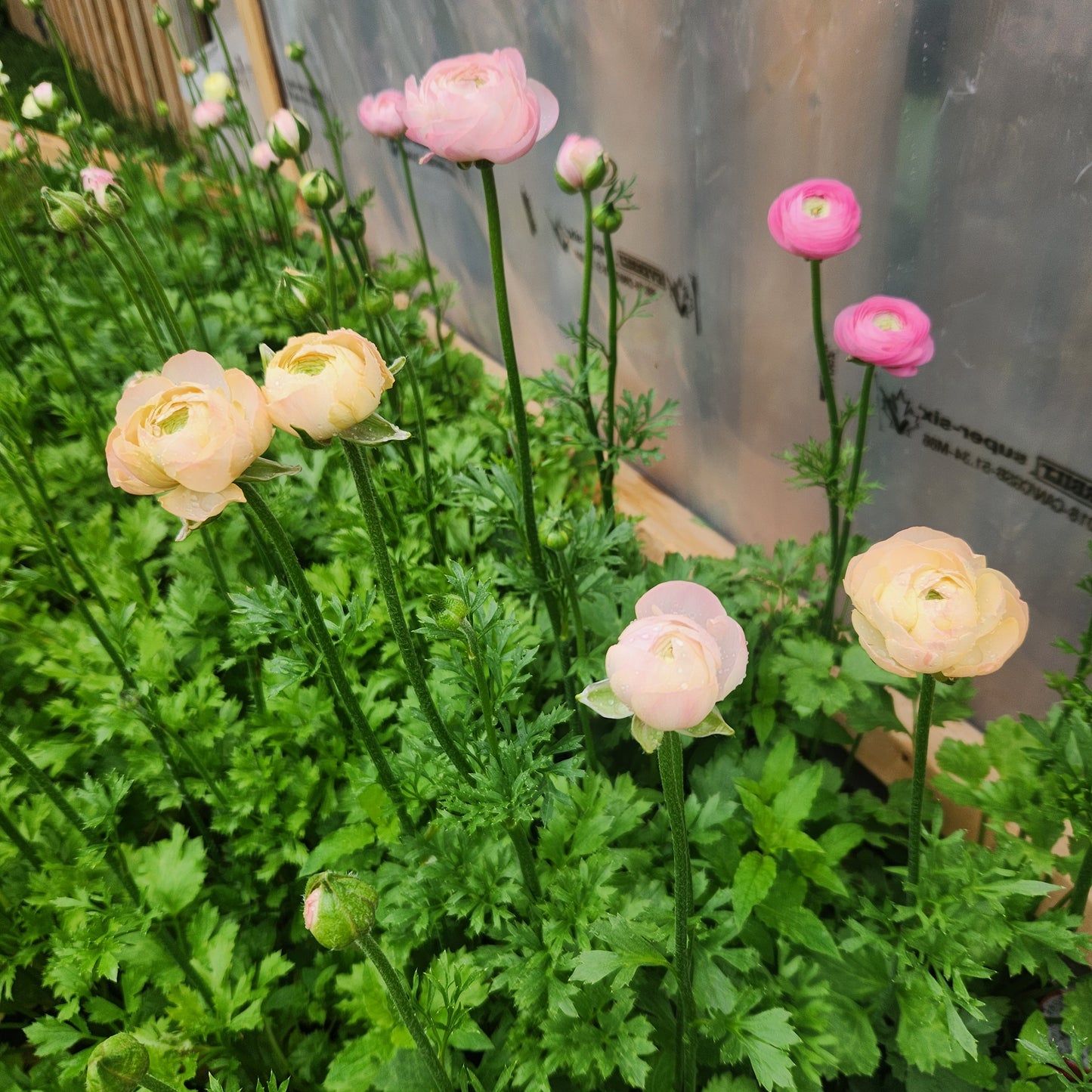 Ranunculus CSA Flower Subscription