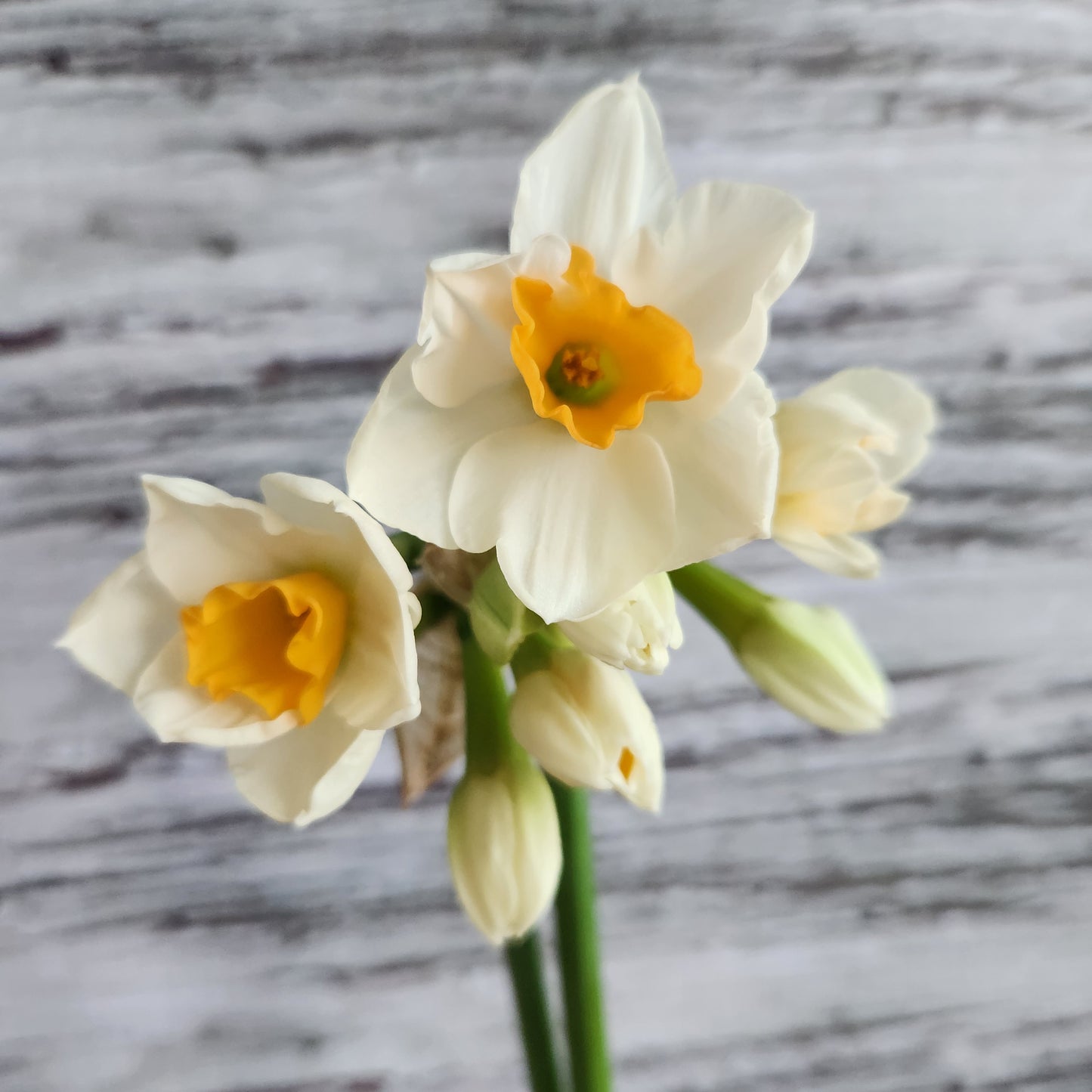 Narcissus - Kapiti Peach