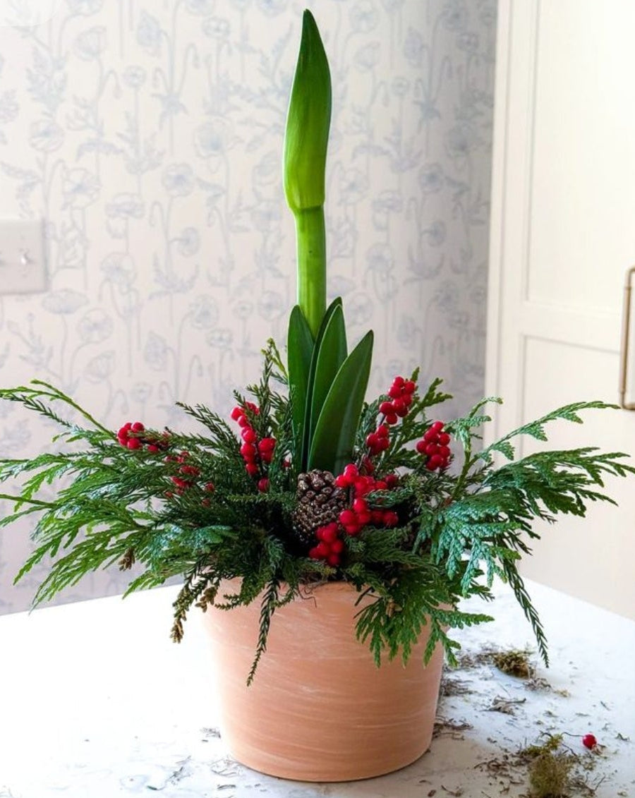 Amaryllis Christmas Centerpiece