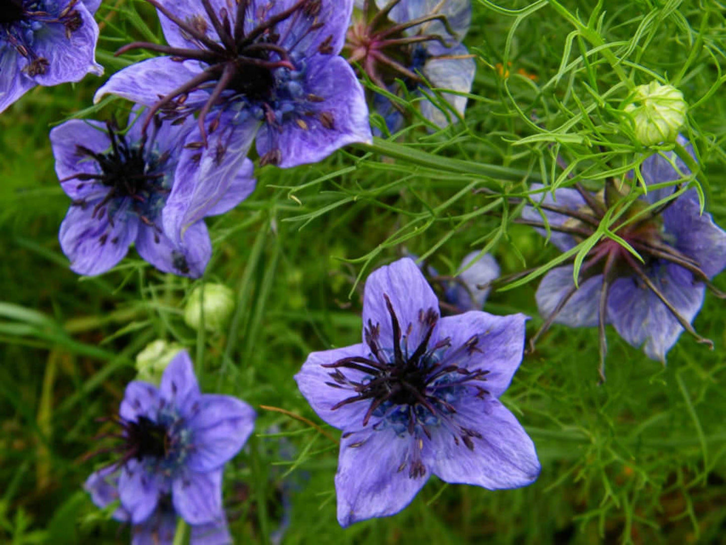 Nigella - Midnight