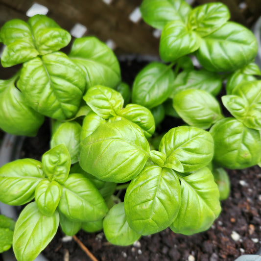 Basil - Sweet