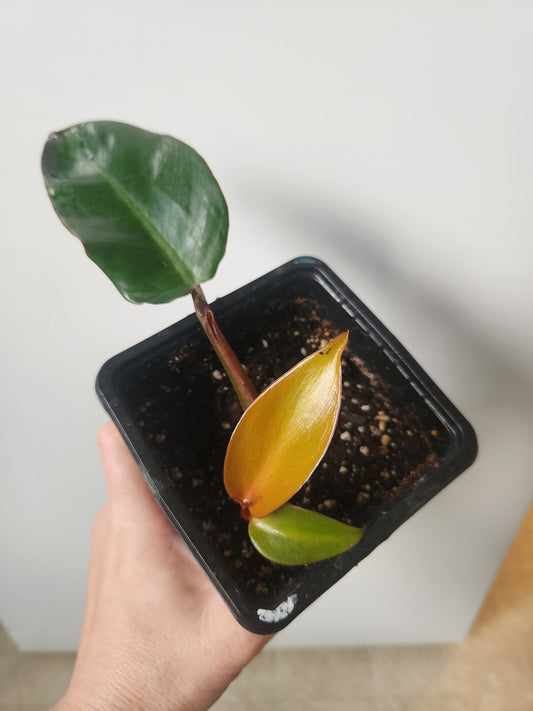 Prince of Orange Philodendron - 4"
